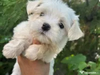 Bichon maltez alb 2 luni 