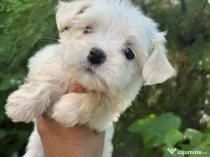 Bichon maltez alb 2 luni