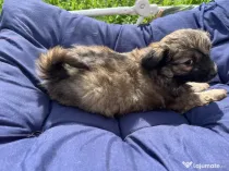 Donez catelusi talie mica