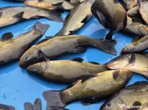 puiet somn salau crap fitofag novac amur cteno