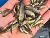 puiet somn salau crap fitofag novac amur cteno