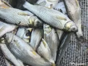 puiet somn salau crap fitofag novac amur cteno