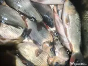 puiet somn salau crap fitofag novac amur cteno