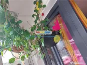 Cod 1000 garsoniera metrou grigorescu comision 0 