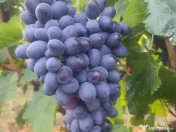 Butași viță de vie 