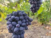 Butași viță de vie 