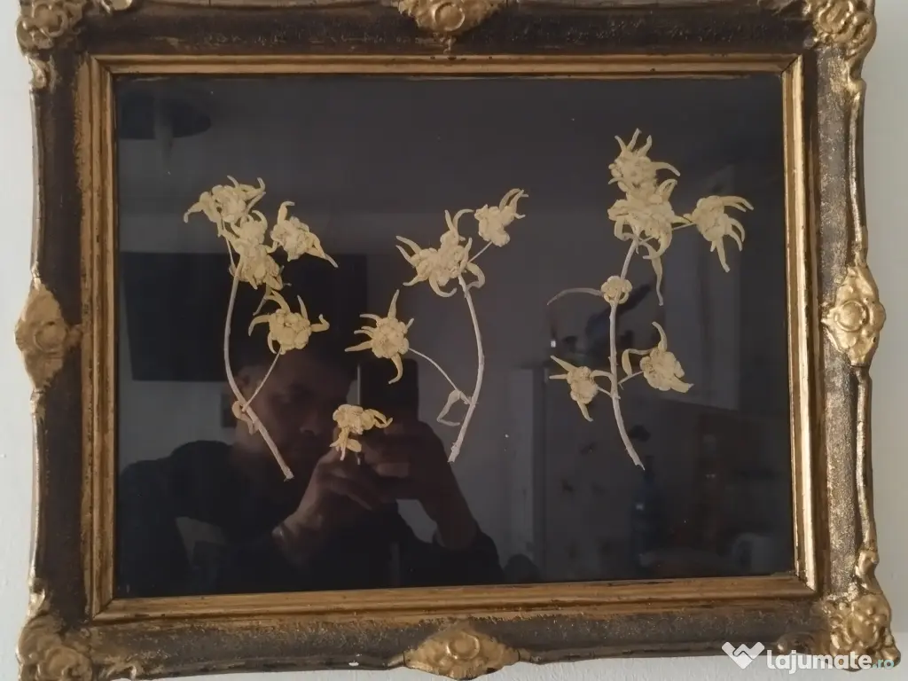 Tablou Floare de Colt