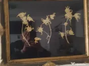 Tablou Floare de Colt 