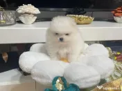 Pomeranian talie mica 