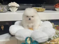 pomeranian talie mica 