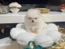 Pomeranian talie mica