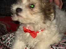 Cățea drăguță caută stăpâni iubitori