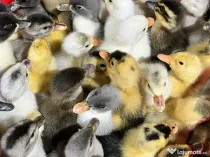 Boboci de rată românească și polară