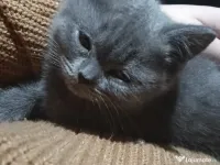 Vând pisicuță British 