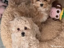 Pui Maltipoo rasă