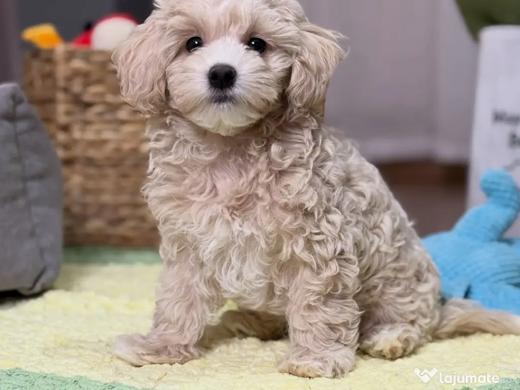 Pui Maltipoo rasă