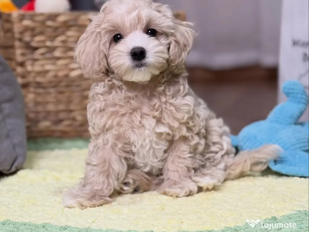 Pui Maltipoo rasă