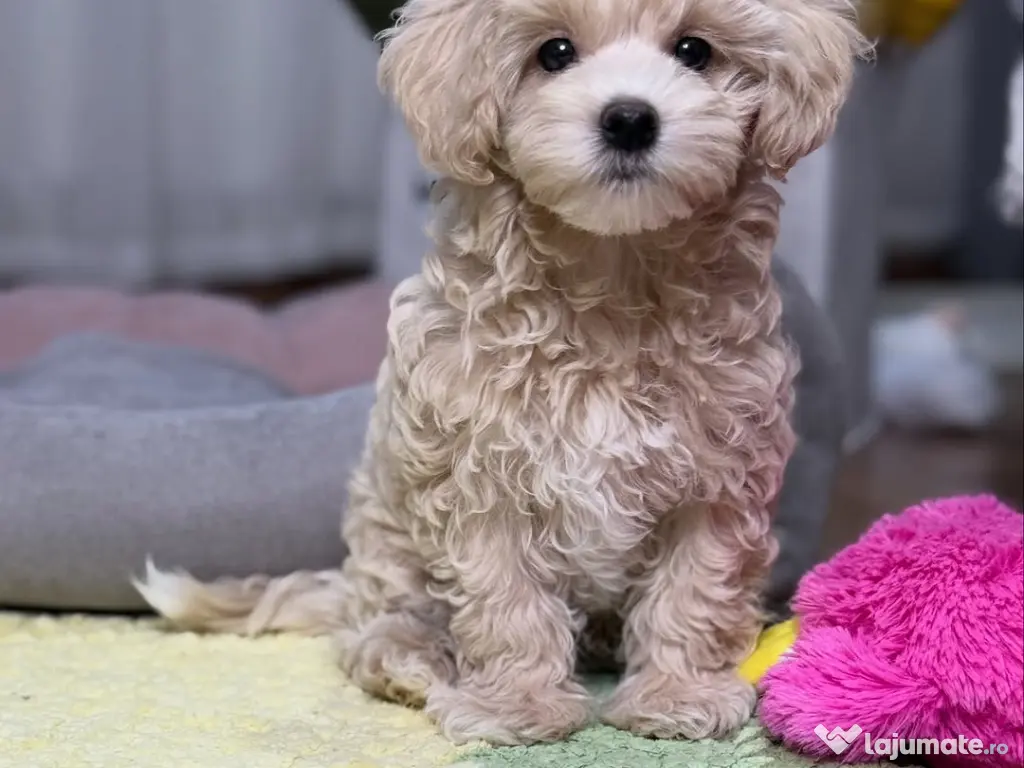 Pui Maltipoo rasă