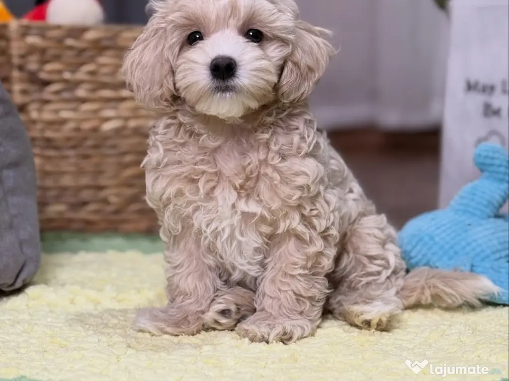 Pui Maltipoo rasă