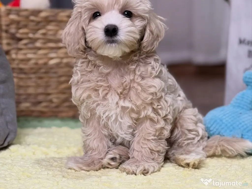 Pui Maltipoo rasă