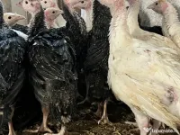 Curcani albi și negri 