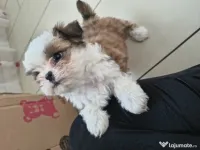 Shih tzu pui jucausi 