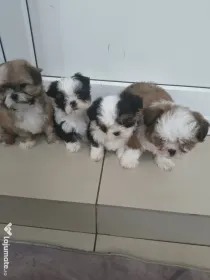 Shih tzu pui jucausi