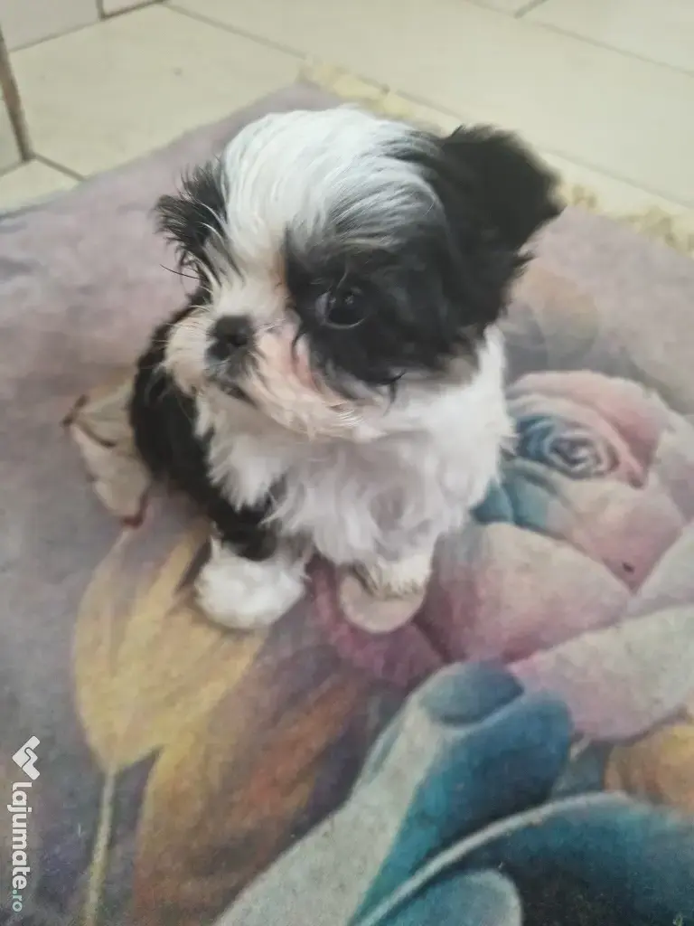 Shih tzu pui jucausi