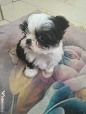 Shih tzu pui jucausi 