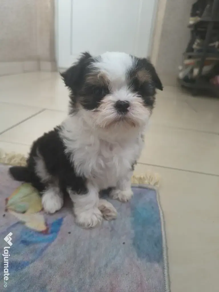 Shih tzu pui jucausi