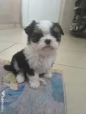 Shih tzu pui jucausi 
