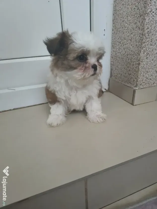 Shih tzu pui jucausi