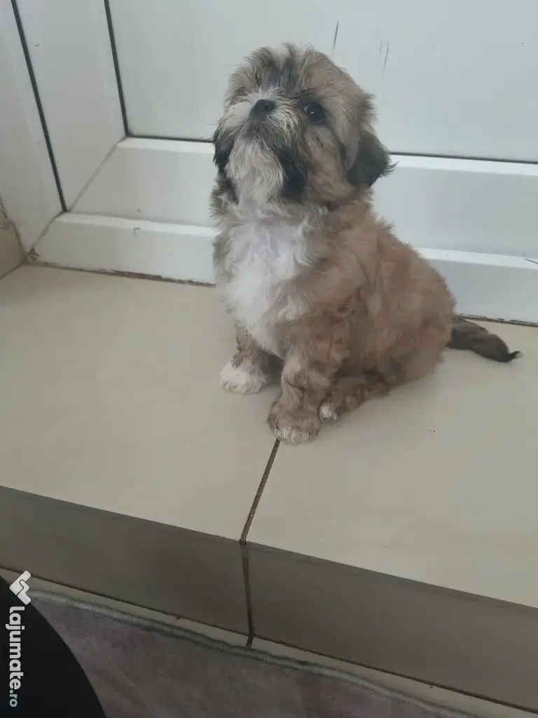 Shih tzu pui jucausi