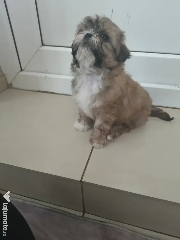 Shih tzu pui jucausi