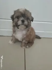 Shih tzu pui jucausi 
