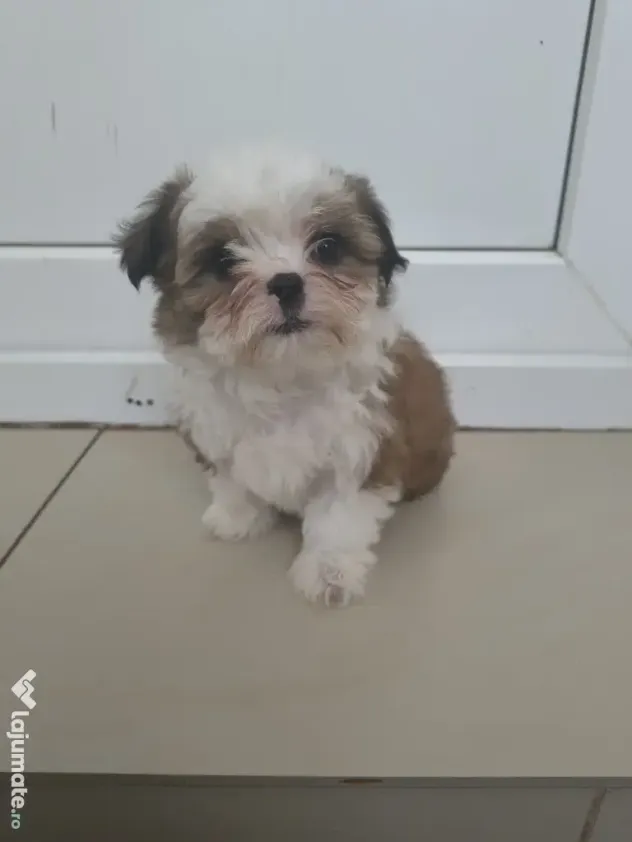Shih tzu pui jucausi