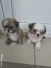 Shih tzu pui jucausi 