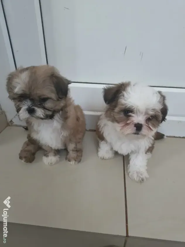 Shih tzu pui jucausi