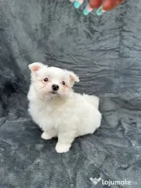 disponibil baiat bichon 