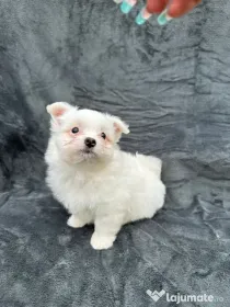 Disponibil baiat bichon