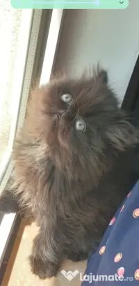 De vânzare pui de pisică persana 