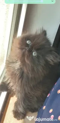 De vânzare pui de pisică persana