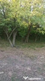 Vând 2 hectare de pădure salcâm