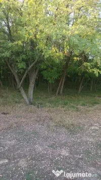 Vând 2 hectare de pădure salcâm 