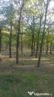 Vând 2 hectare de pădure salcâm 