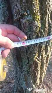 Vând 2 hectare de pădure salcâm 