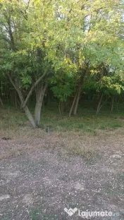 Vând 2 hectare de pădure salcâm 