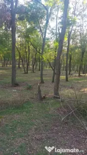 Vând 2 hectare de pădure salcâm 