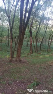 Vând 2 hectare de pădure salcâm 