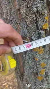 Vând 2 hectare de pădure salcâm 